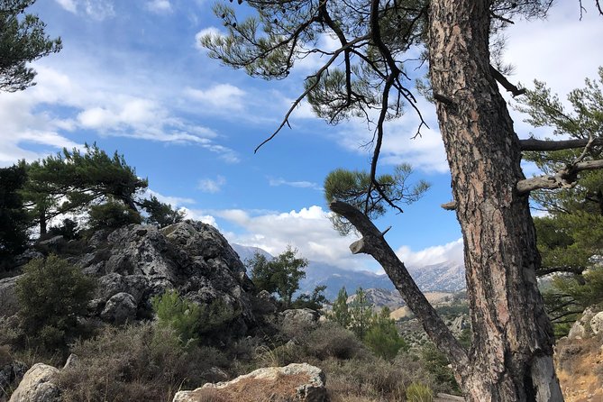 Sarakina Gorge, Kritza, Oliveoil Tasting, Mountains, South Coast - The rough ride into the pine forest