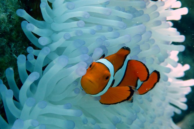 Seastar Luxury Outer Great Barrier Reef Island and Reef Tour - Two reef stops make this a fuller Cairns day