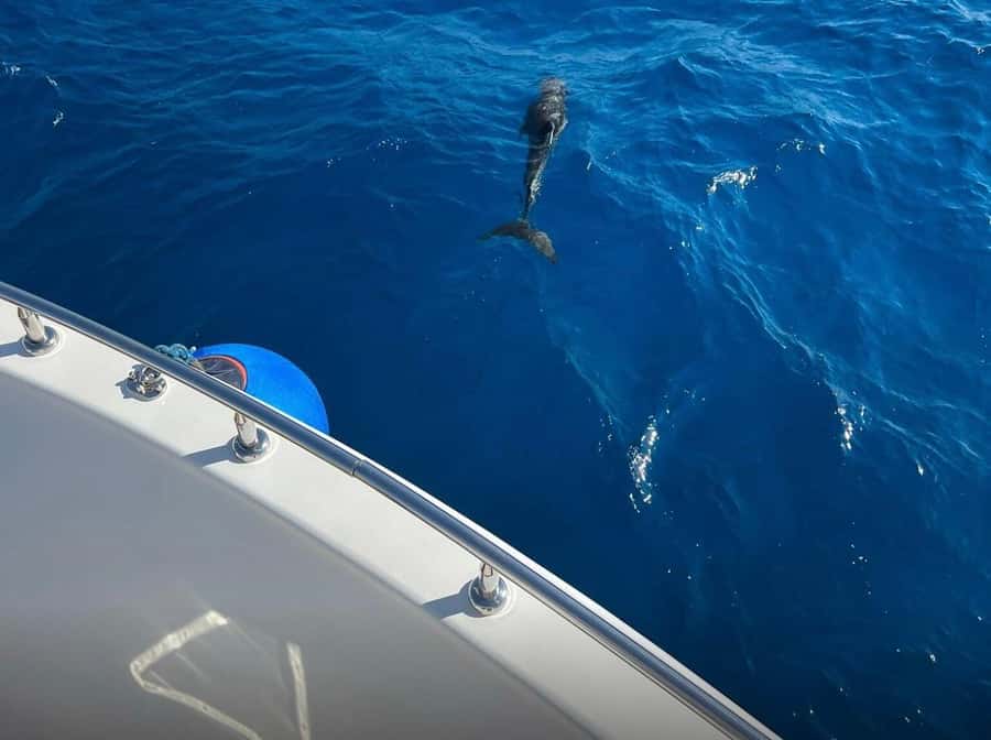 Sharm el-Sheikh: Ras Mohammed Elite VIP Cruise and BBQ Lunch - Service, space, and the VIP label