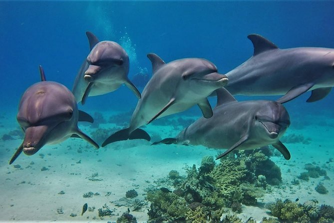 Swimming with Dolphin VIP Snorkeling Sea Trip With Lunch and Transfer - Hurghada - Morning pickup and the move to the marina