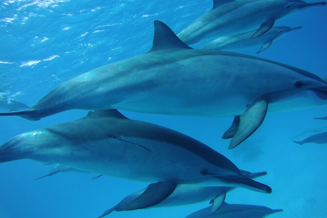Swimming with Dolphin VIP Snorkeling Sea Trip With Lunch and Transfer - Hurghada - Snorkeling at Dolphin House