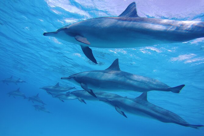 Swimming with Dolphin VIP Snorkeling Sea Trip With Lunch and Transfer - Hurghada - The second reef stop and water sports