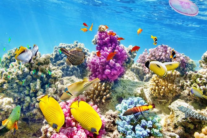 Swimming with Dolphin VIP Snorkeling Sea Trip With Lunch and Transfer - Hurghada - The cruise to Dolphin House