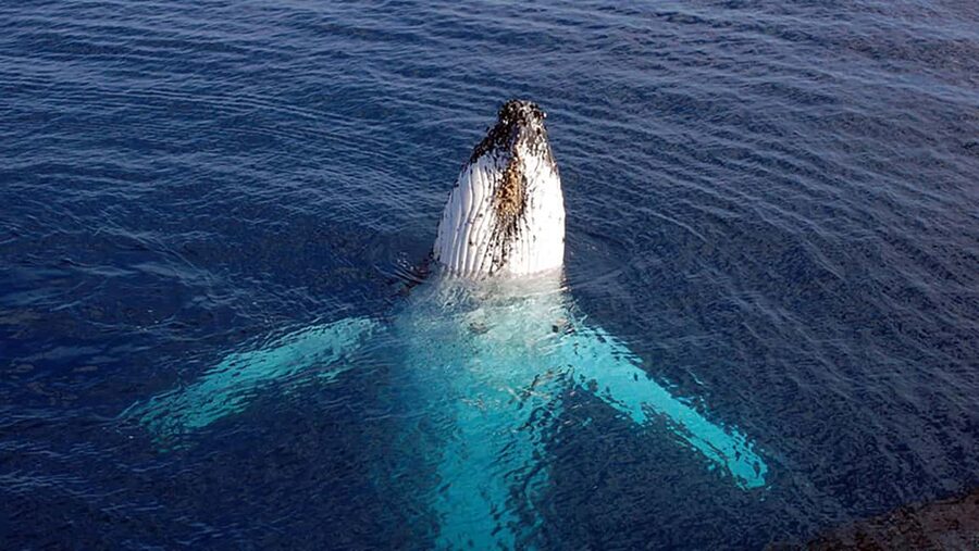 Tadoussac/Charlevoix: VIP Lounge OR UpperDeck Whale Watching - Key points to know before you book