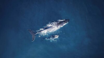 Tadoussac/Charlevoix: VIP Lounge OR UpperDeck Whale Watching