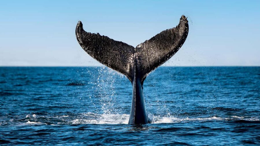Tadoussac/Charlevoix: VIP Lounge OR UpperDeck Whale Watching - The wildlife is exciting, but it is not staged