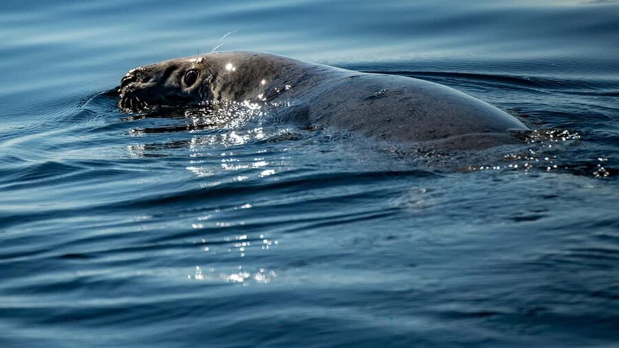 Tadoussac/Charlevoix: VIP Lounge OR UpperDeck Whale Watching - Is the $160 price worth it?