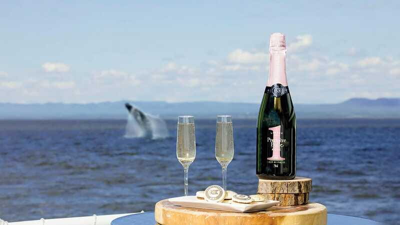 Tadoussac/Charlevoix: VIP Lounge OR UpperDeck Whale Watching - Who will enjoy this cruise most?