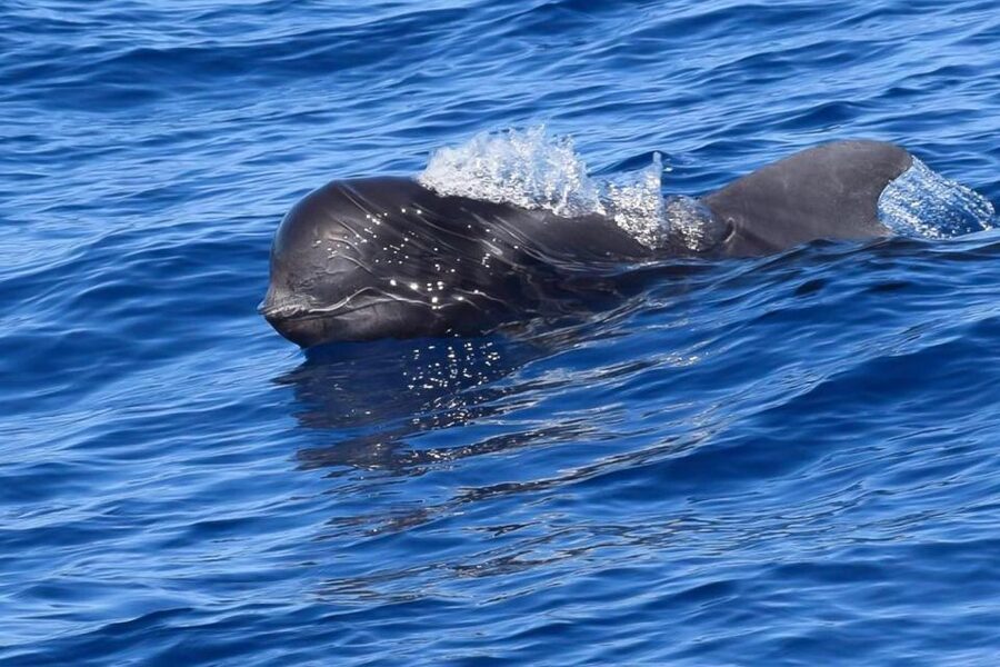 Tenerife: Luxury Private Whale & Dolphin Watching Tour - The secluded bay stop for swimming