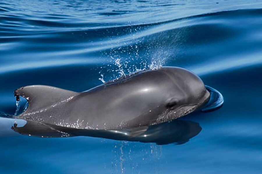 Tenerife: Luxury Private Whale & Dolphin Watching Tour - Practical details before you reserve