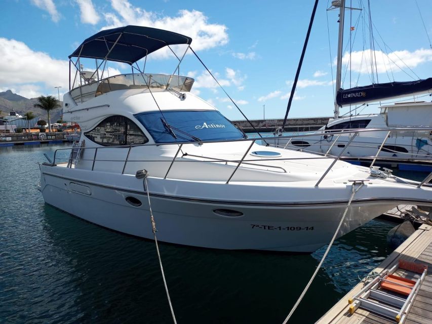 Tenerife south: safari with luxury boat , animals encounters - Starting in Las Galletas with a short transfer