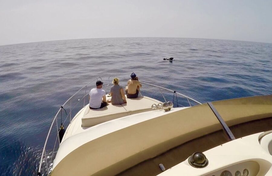 Tenerife: Whales and Snorkeling Tour on a Luxury Yacht - Who should book this experience?