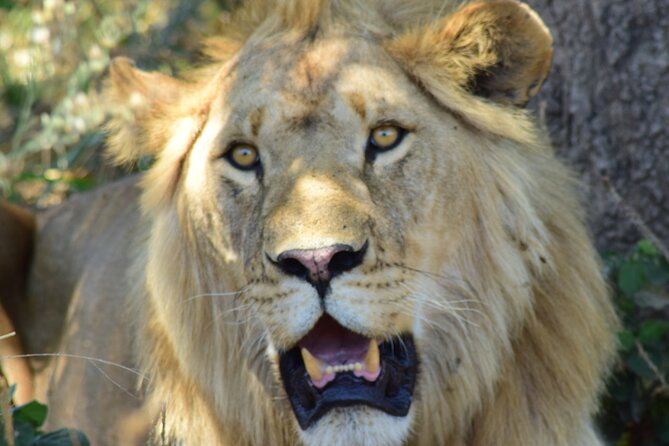 The Best 4 Days 3-Night Tanzania Private Luxury Big-5 Safari Tour - Why this four-day safari works