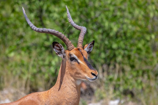 The Best 4 Days 3-Night Tanzania Private Luxury Big-5 Safari Tour - Day 4: Ngorongoro Crater and the return to Arusha