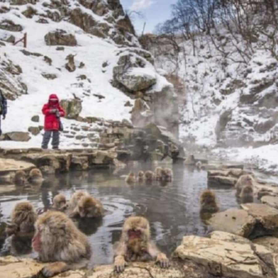 Tokyo: Luxury Snow Monkey Park Private Tour In Land Cruiser - Why the monkeys and Zenkoji Temple make a good pair