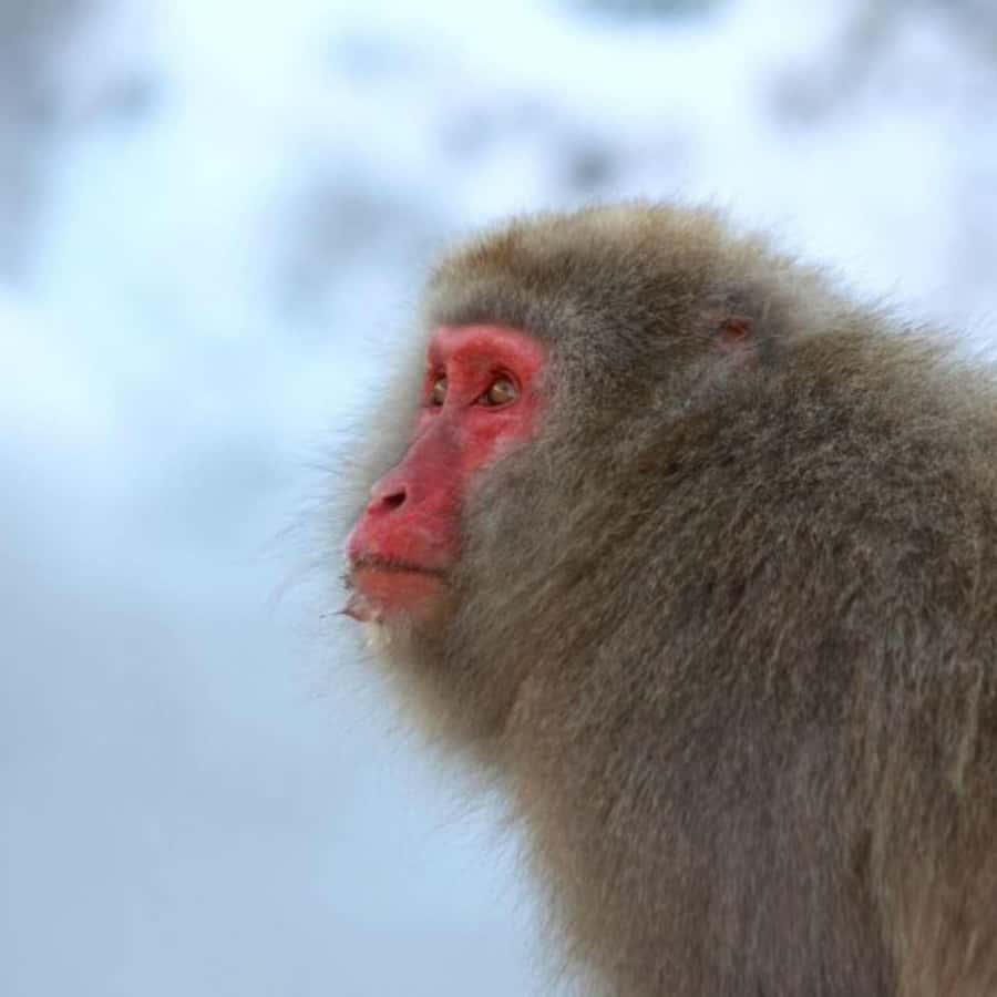 Tokyo: Luxury Snow Monkey Park Private Tour In Land Cruiser - Should you book the Snow Monkey private tour?