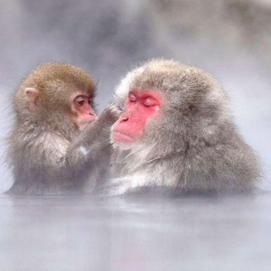 Tokyo: Luxury Snow Monkey Park Private Tour In Land Cruiser - The price is strongest for families and small groups