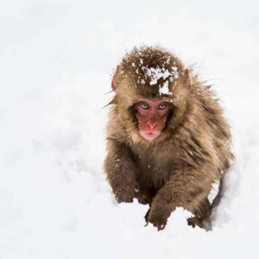 Tokyo: Luxury Snow Monkey Park Private Tour In Land Cruiser - What the Tokyo pickup really means