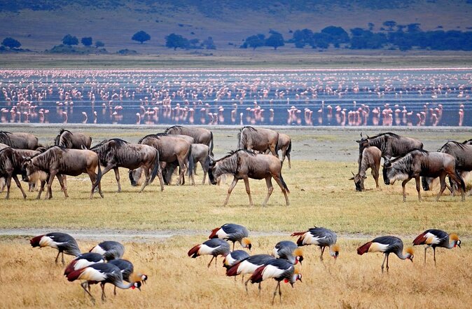 Top Best 5 Days Tanzania Luxury Safari to Serengeti - What makes this safari worth considering
