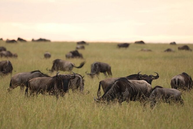 Top Best 5 Days Tanzania Luxury Safari to Serengeti - Day 5: forests, flamingos, and tree-climbing lions at Lake Manyara