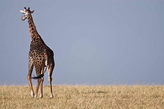 Top Best 5 Days Tanzania Luxury Safari to Serengeti - Day 2: entering the Serengeti by way of Ngorongoro