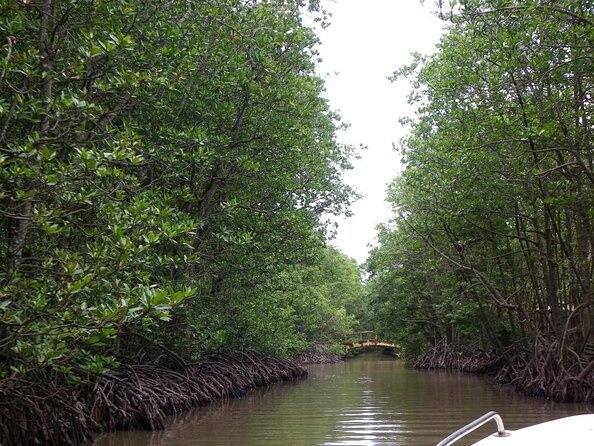 Vam Sat Mangrove Forest - VIP Private Tour - Leaving Ho Chi Minh City for Can Gio