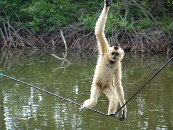 Vam Sat Mangrove Forest - VIP Private Tour - Bird sanctuary with 20,000 birds