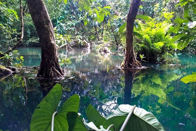 Vam Sat Mangrove Forest - VIP Private Tour - Crocodiles and a family-friendly lunch