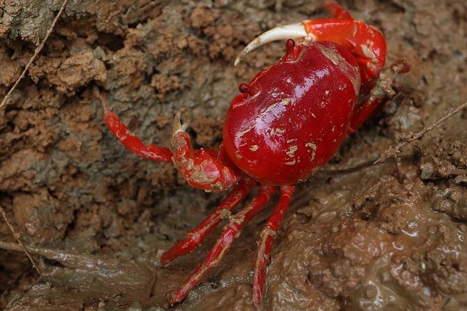 Vam Sat Mangrove Forest - VIP Private Tour - Is $129 per person fair value?