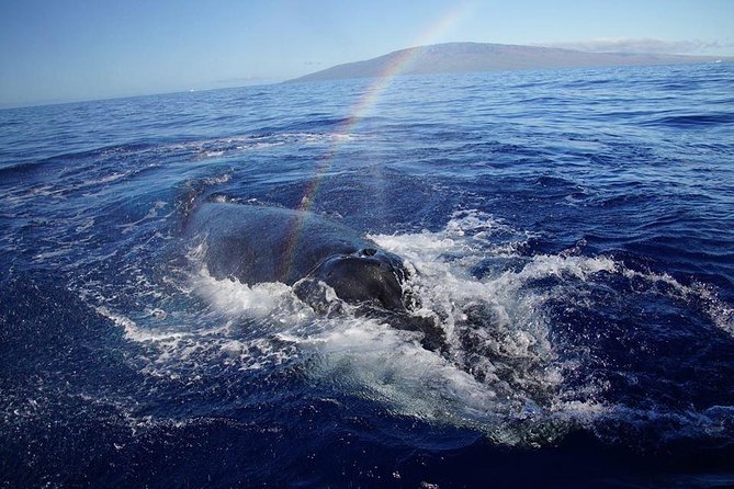 VIP (12 Guests ONLY) Ultimate Whale Watch - A hydrophone adds another sense to the experience