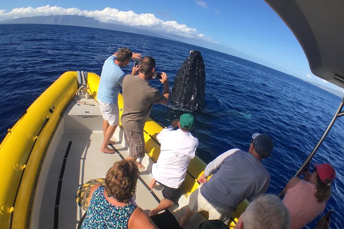 VIP (12 Guests ONLY) Ultimate Whale Watch - The strongest part is the crew’s search strategy