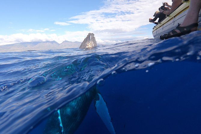 VIP (12 Guests ONLY) Ultimate Whale Watch - Is $125 a fair price for two hours?