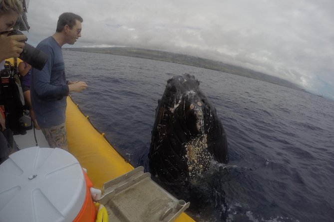 VIP (12 Guests ONLY) Ultimate Whale Watch - Who should choose this boat?