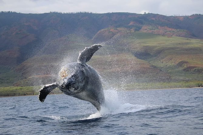 VIP (12 Guests ONLY) Ultimate Whale Watch - December through April is the time to go