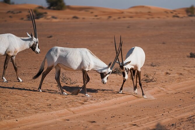 VIP Dubai Sunset Desert Safari: Camel Ride, BBQ, Unlimited Spirit - Is $239 a fair price?