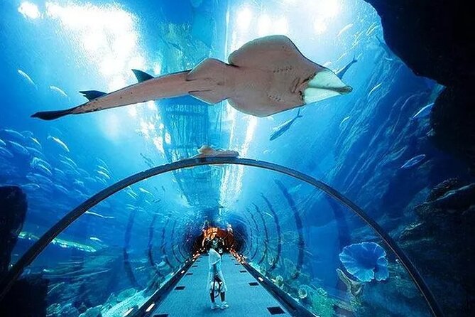 VIP Experience Dubai Aquarium & Underwater Zoo-As per Selection - What the $55 Dubai Aquarium ticket really gives you