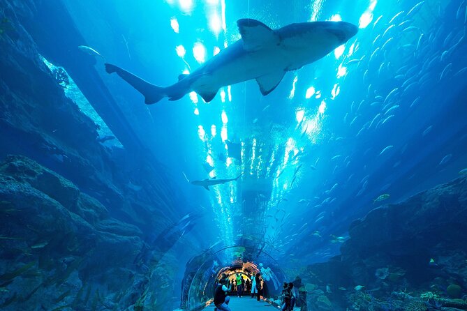 VIP Experience Dubai Aquarium & Underwater Zoo-As per Selection - Who will get the most from this visit
