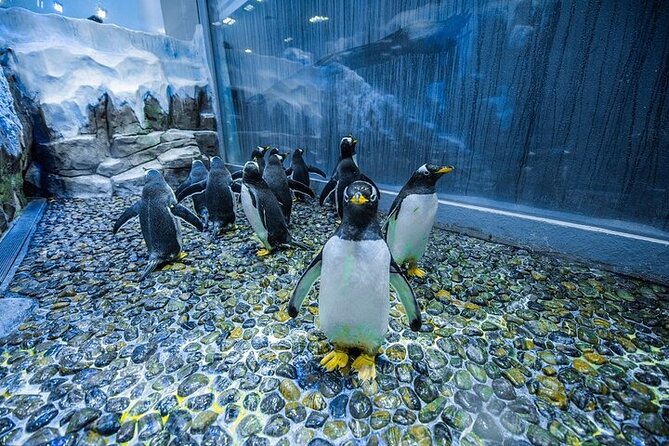 VIP Experience Dubai Aquarium & Underwater Zoo-As per Selection - Timing, transport, and practical planning