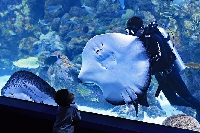 VIP Experience Dubai Aquarium & Underwater Zoo-As per Selection - The 48-meter aquarium tunnel