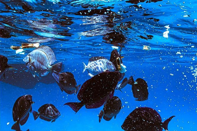 VIP Morning Delight Champagne Sailing and Snorkeling with Lunch - What the $129.99 price really buys you