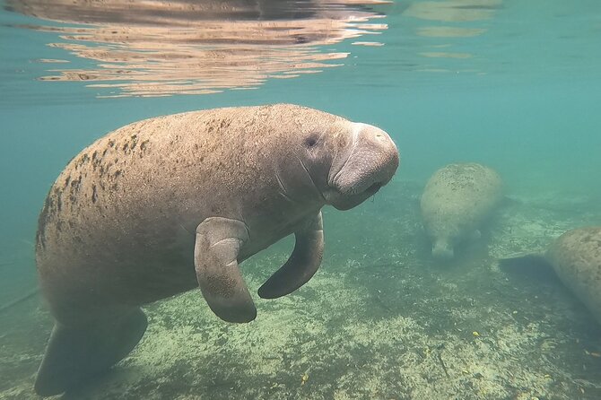 VIP Private Boat Manatee Snorkel Tour with In-Water Guide and Photograper - Why this private Crystal River trip feels different