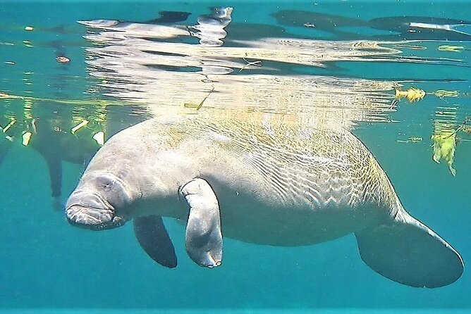 VIP Private Boat Manatee Snorkel Tour with In-Water Guide and Photograper - Included photos are a real part of the value