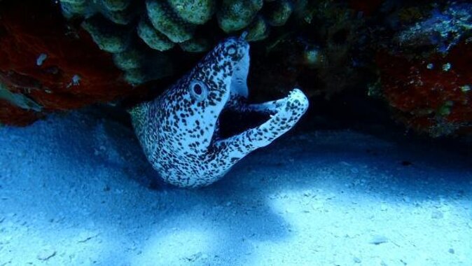 VIP Private Glass Bottom Boat and Snorkeling, 3 Reefs in Cozumel - What makes this Cozumel outing worth considering