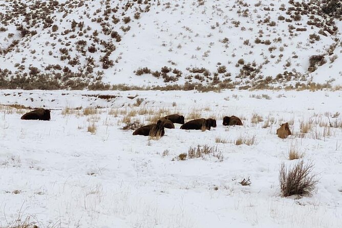 VIP Private North Yellowstone National Park Winter Excursion - Why winter is the right season for this Yellowstone route