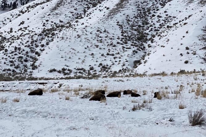 VIP Private North Yellowstone National Park Winter Excursion - Mammoth Hot Springs, where geology is always changing