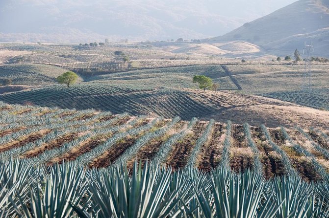 Vip Tequila Experience - Key points at a glance