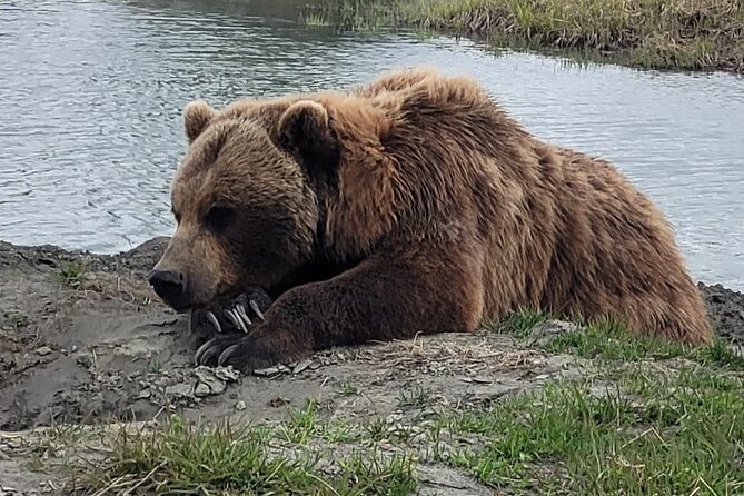 VIP Tour from Anchorage to Alaska Wildlife Conservation Center - Why this Anchorage wildlife trip works well