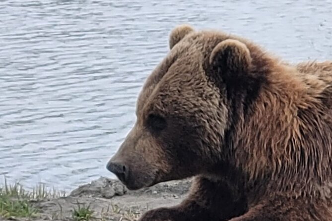 VIP Tour from Anchorage to Alaska Wildlife Conservation Center - A brief pause at Bird Creek