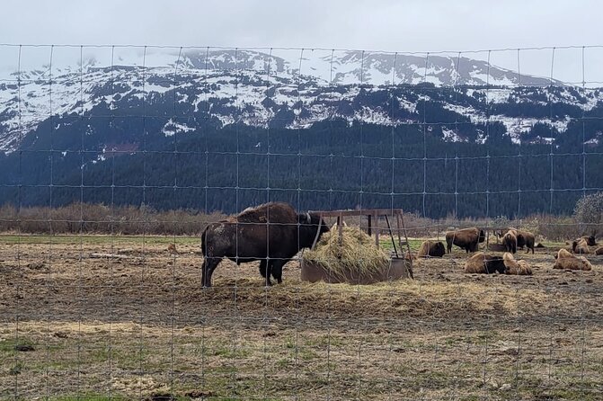VIP Tour from Anchorage to Alaska Wildlife Conservation Center - Martin makes the difference