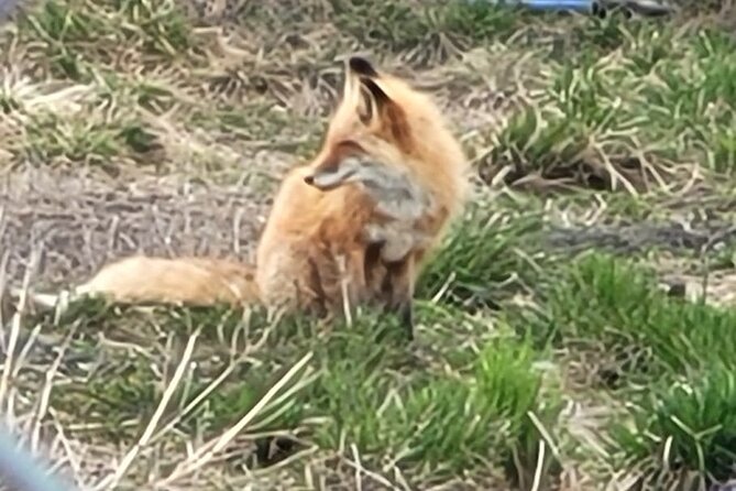 VIP Tour from Anchorage to Alaska Wildlife Conservation Center - Is $178 a fair price?